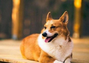 How to treat a dog with a cold