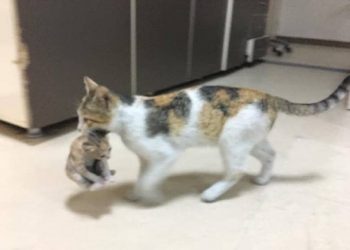 Mother cat takes sick kitten to hospital