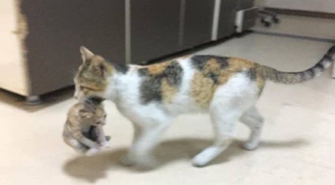 Mother cat takes sick kitten to hospital