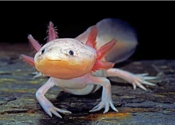 New Zealand pet shelters are being swamped with axolotls. Are Minecraft and TikTok to blame?