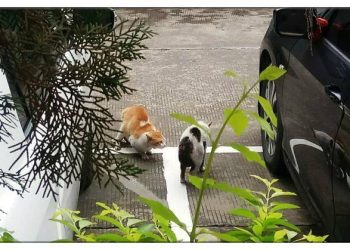 The black and white cat broke into the orange cat’s territory and bullied the orange cat every day