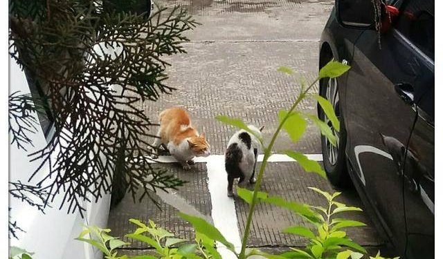 The black and white cat broke into the orange cat’s territory and bullied the orange cat every day