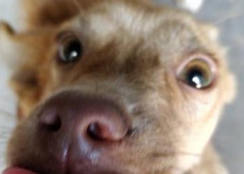 5 rules to judge whether your dog is smart or not!