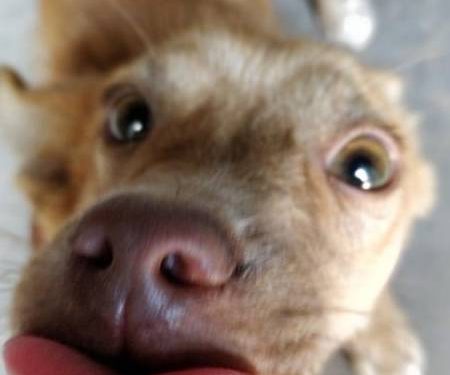 5 rules to judge whether your dog is smart or not!