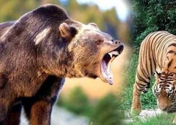 Why do bears hibernate? Will hibernating bears be dragged out and eaten by tigers?