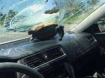 The pet turtle fell from the 8th floor and smashed the glass of the car