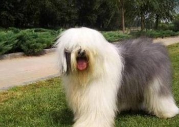 5 Very Difficult Dogs To Keep