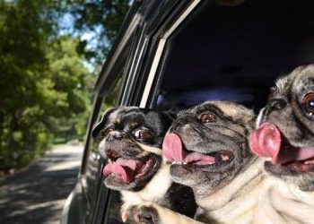 Dogs like to stretch their heads out of the window. Are they really admiring the scenery?