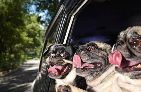 Dogs like to stretch their heads out of the window. Are they really admiring the scenery?