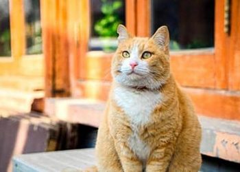 The cat drinks hot water with the owner every night