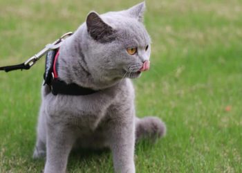 Naughty blue cat forcibly “jailbreaked” and ran back a week later crying