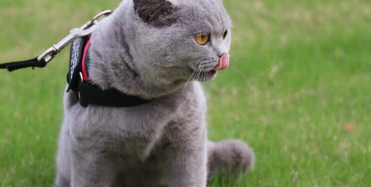 Naughty blue cat forcibly “jailbreaked” and ran back a week later crying