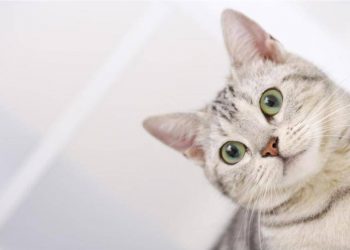 What does a cat’s whiskers do?