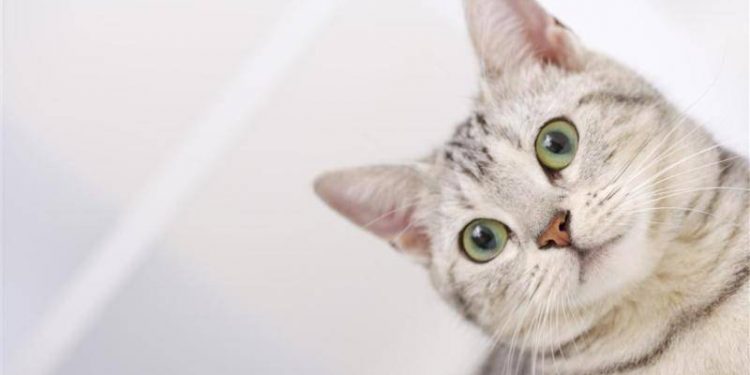 What does a cat’s whiskers do?