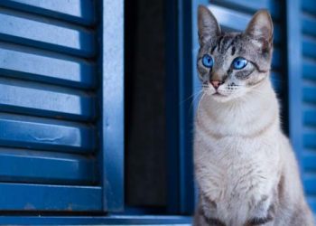 How to train a cat not to be noisy at night