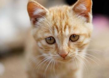9 dos and don’ts for pet cats