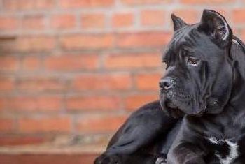 Dog loyalty has been re-ranked, and it’s not the German Shepherd that is number one?