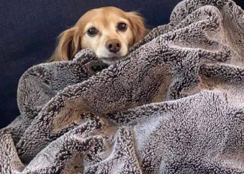 The dog woke up from a sleep and found that he had a very cool hairstyle…