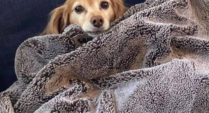 The dog woke up from a sleep and found that he had a very cool hairstyle…