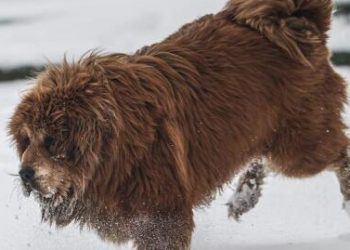 Meet the most expensive dog in the world, plus its contenders