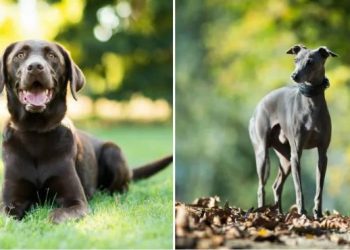 These 6 dog breeds can benefit your mental health