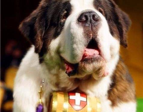 This dog once saved 40 lives, but was eventually shot to death