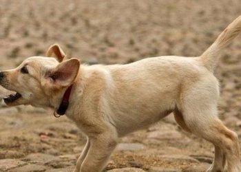 Why can dogs see things humans can’t?