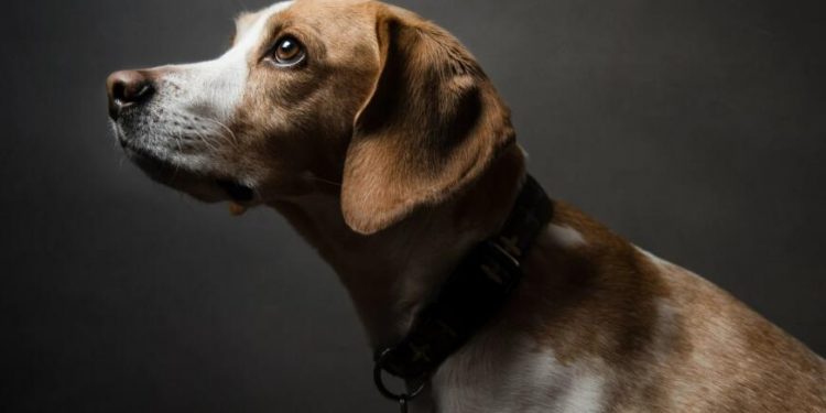 Are pets at risk of catching monkeypox from humans?