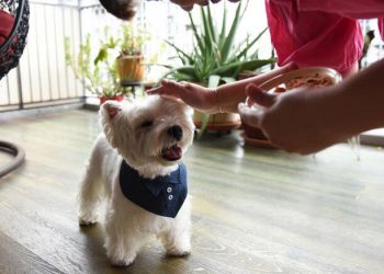 What petting a dog can do for your brain