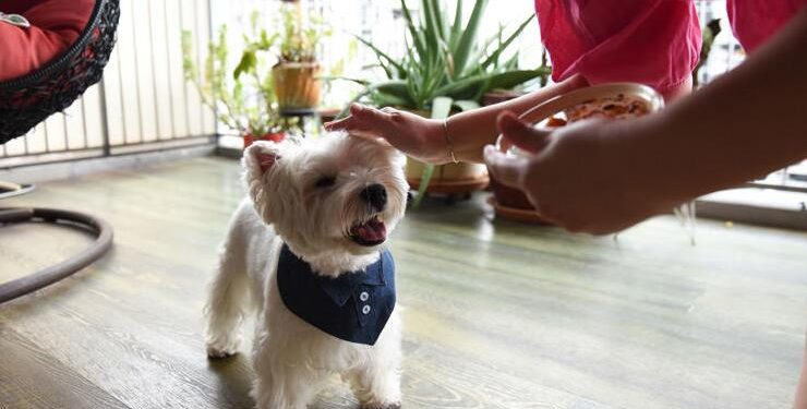 What petting a dog can do for your brain