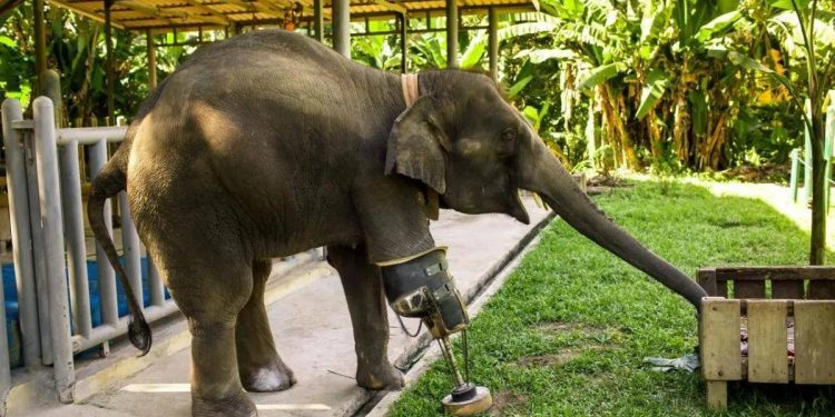 Elephants can survive after losing a leg, why should a horse have to die if its leg is broken?