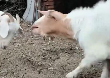 The lamb learns to bark and frightens his companions: he even moves like a dog