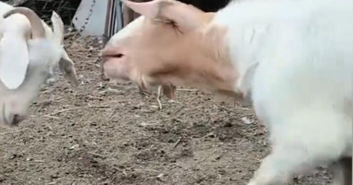 The lamb learns to bark and frightens his companions: he even moves like a dog