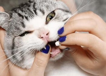 What’s the matter with pet cat diarrhea?