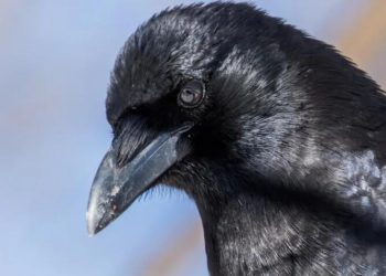 Pet Crow Has Sneaky and Smart Way of Getting Her Treats