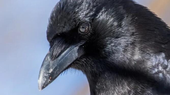 Pet Crow Has Sneaky and Smart Way of Getting Her Treats