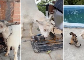 ‘Naughty but adorable’ pet goat in China that eats everything – screws, nails and clothes – becomes internet sensation