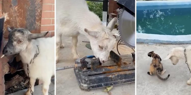 ‘Naughty but adorable’ pet goat in China that eats everything – screws, nails and clothes – becomes internet sensation