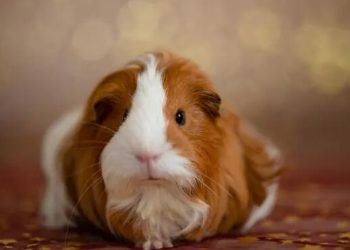 US shelters see increase in surrenders – and one animal ‘returned in droves’