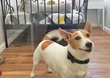 8 of the world’s most luxurious pet hotels