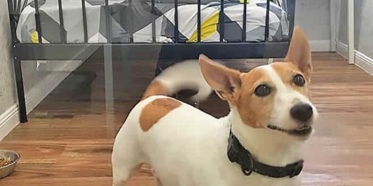 8 of the world’s most luxurious pet hotels