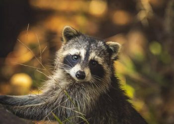11 Fun Facts About Raccoons