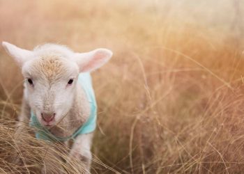 How to keep lambs as pets?