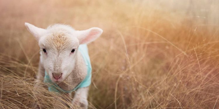 How to keep lambs as pets?
