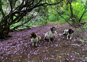 Obese dog in UK gets new lease of life after being adopted by a vet who helped it lose half of its weight