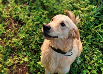 How big is a golden retriever as an adult dog