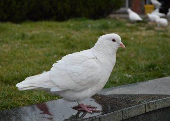 How to keep warm and ventilate the pigeon loft in winter