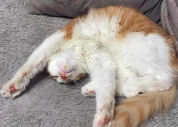 Reason Why Cats Drool When They Purr Is Just Too Sweet