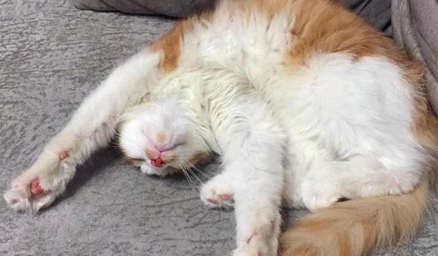 Reason Why Cats Drool When They Purr Is Just Too Sweet