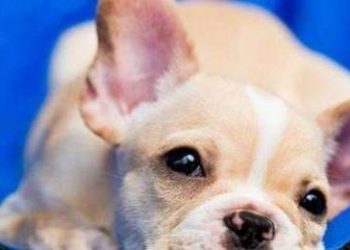 What can dogs eat to improve constipation?